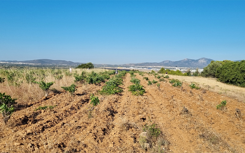A surveyed field on a hillside, surrounded by dry grass and distant mountains under a clear blue sky.