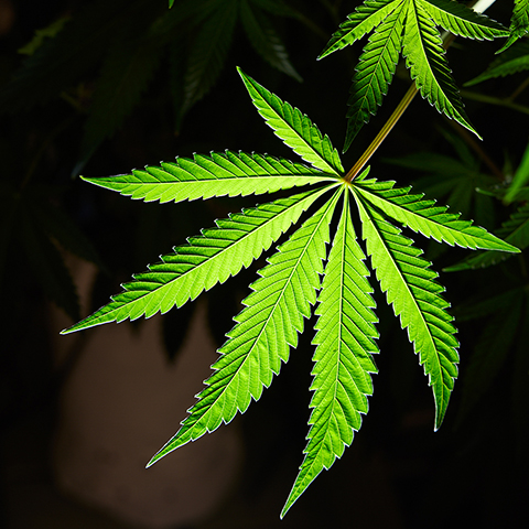 Cannabis leaves