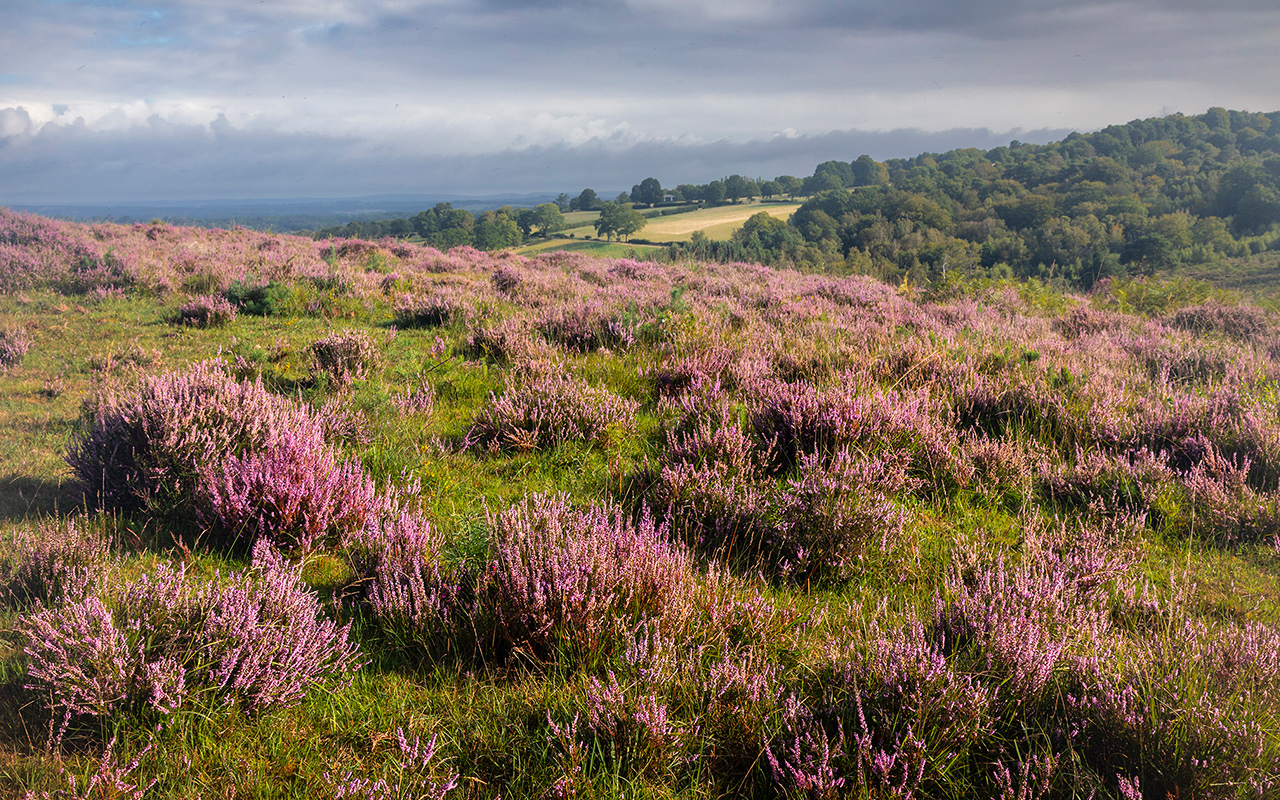 A hill of rose-colored heather 