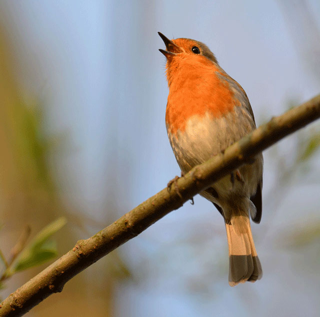 A robin perched on a branch with its beak open, singing.