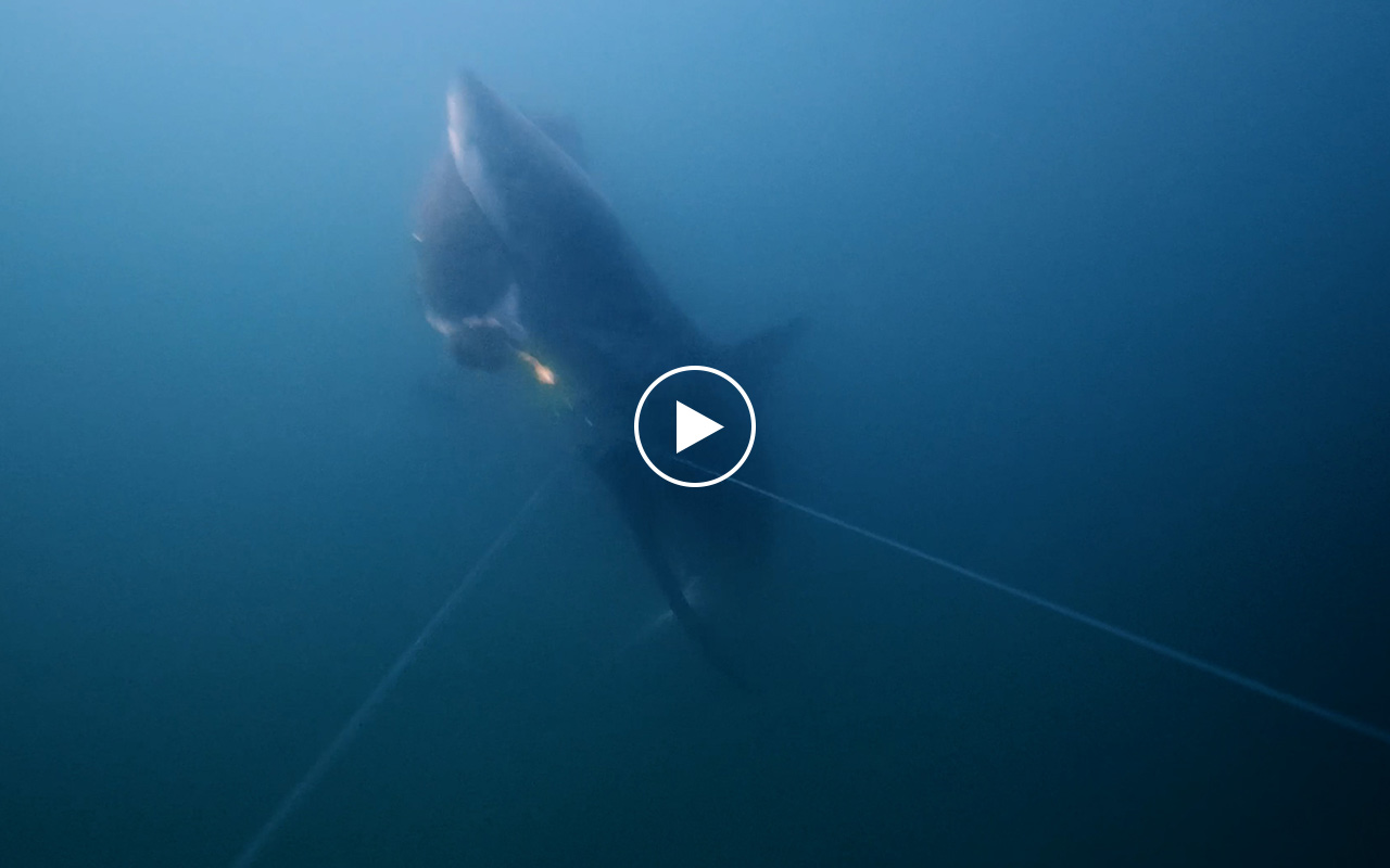 A juvenile great white shark snatches a fish off of a fisherman's line.  