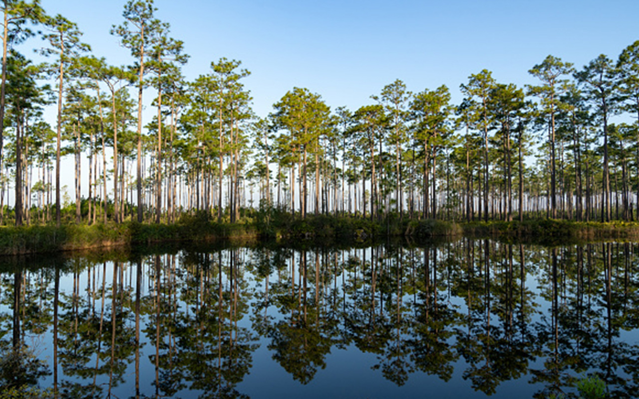 The Okefenokee, located in Georgia and Florida, is the largest blackwater swamp and the largest freshwater ecosystem in North America