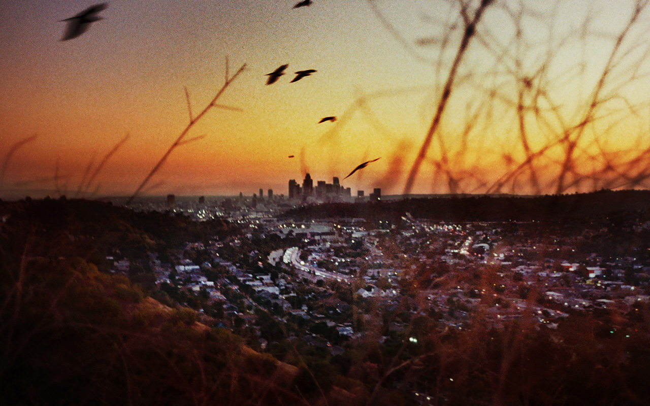 The sprawling city's parks, ecological reserves, and shores offer ample opportunity for celebrity bird sightings.  