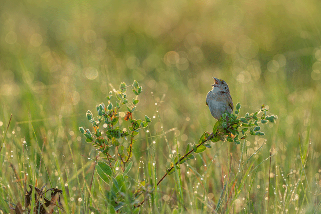A small bird perched on a plant in a grassy field with dew drops.
