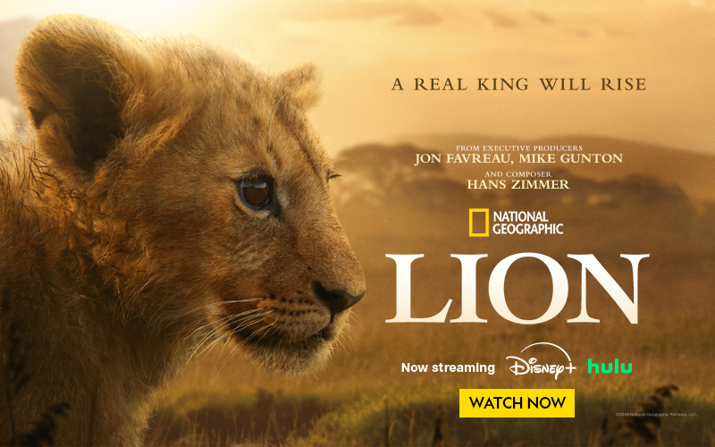 A close-up of a lion's face with a blurred background, text overlays for streaming platforms.