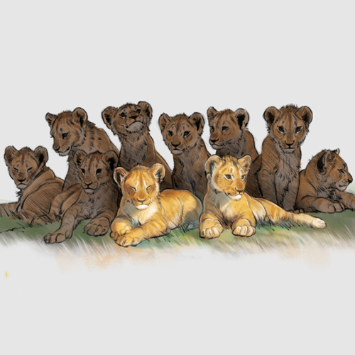 As few as two out of 10 lion cubs live to see  their first birthday.