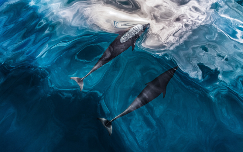 Whales in the ocean