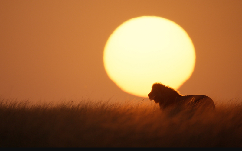 In a still from Lion, a male looks out over the grassland of Kenya’s Masai Mara. None of the lions the filmmakers followed were collared, so the crew relied on expert local field guides for help tracking them.