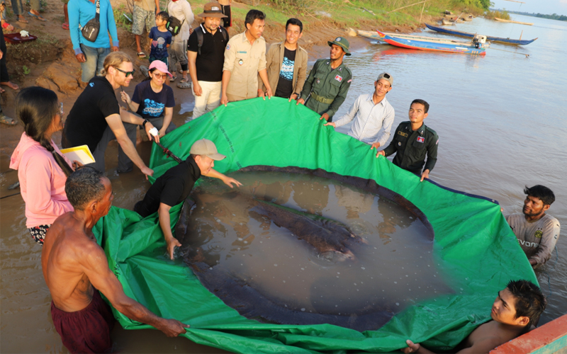The Mekong River flows through southeast Asia and is home to some of the world's biggest freshwater fish. Here, a rescue team works to release a 661-pound giant stingray.