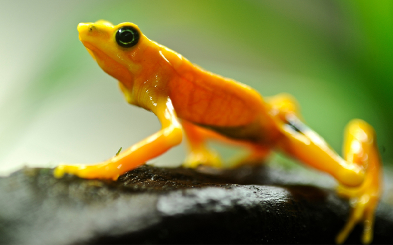 A Panamanian golden frog