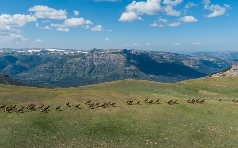 Elk migration in Wyoming