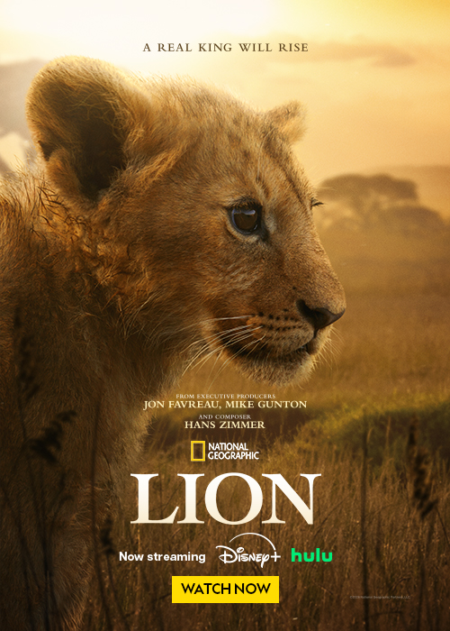 A close-up of a lion's face with a grassy background and a National Geographic logo.