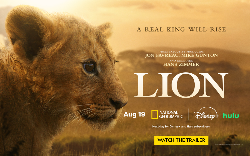 A close-up of a lion's face with a blurred background, text overlays for a documentary.