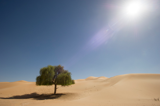 A lone green tree stands in the middle of rolling sand dunes beneath a bright sun and clear blue sky in a vast desert landscape. 