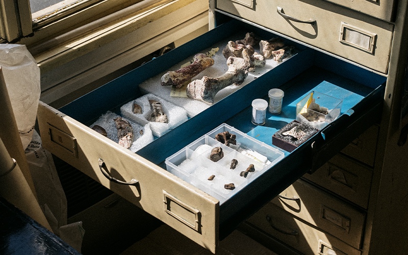 An open drawer with neatly arranged fossils and bones