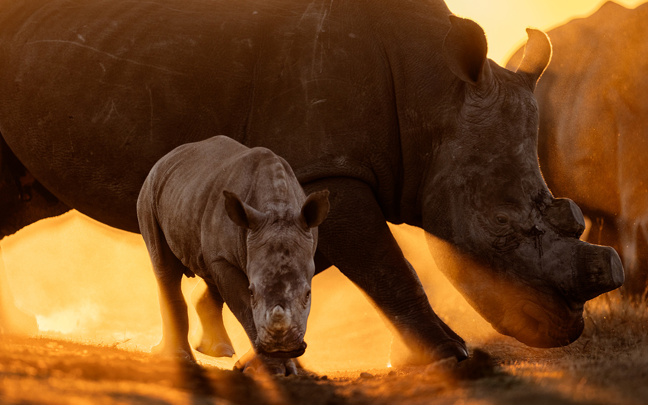The conservation organization African Parks bought the distressed rhino herd at a steep discount in 2023. The group plans to transport them to new homes across Africa and save the species from poachers for good.