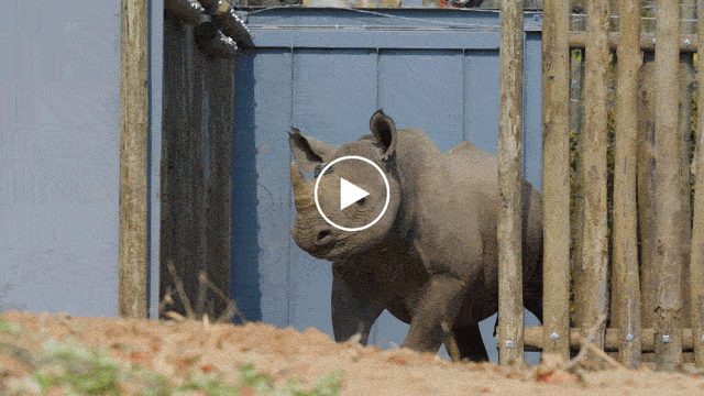 GIF of black rhino