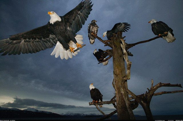 Bald eagles roost in a tree against dark clouds in Alaska