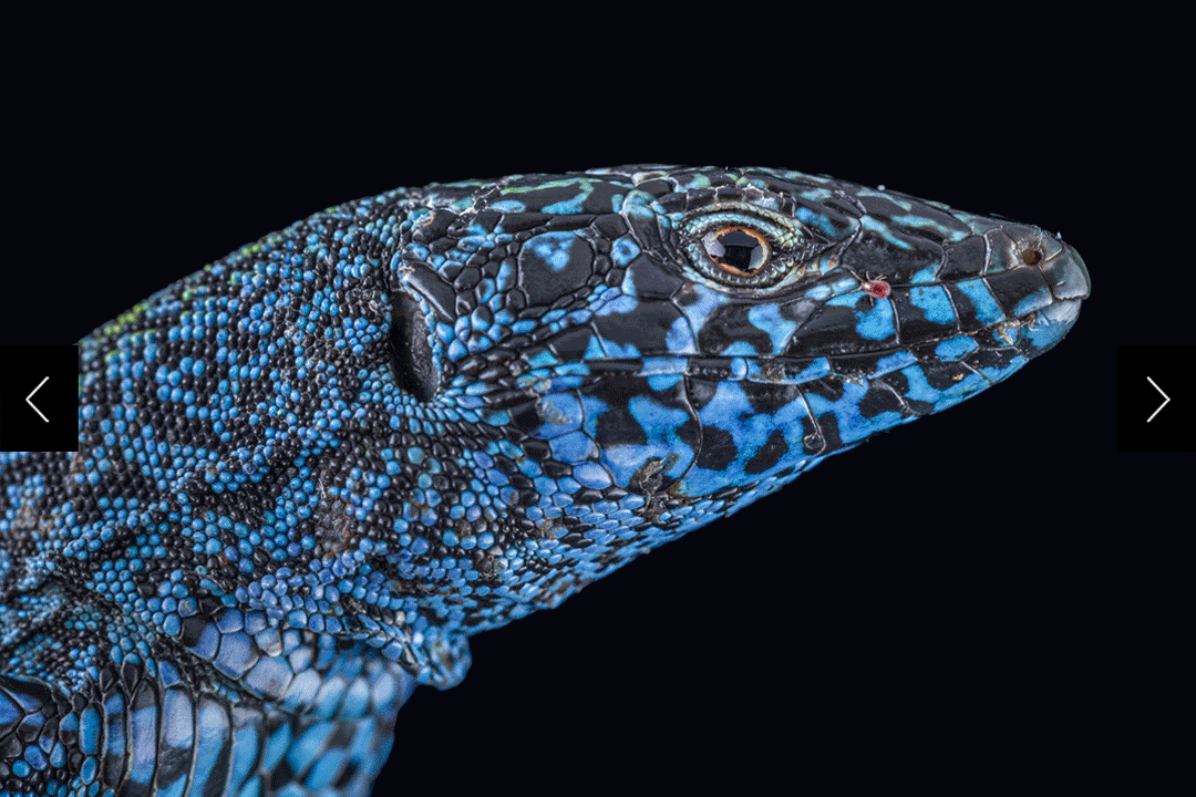 Ibiza wall lizards (Podarcis pitysensis) are found in dozens of colors and patterns in the Balearic Islands, but invasive snakes threaten to obliterate their diverse populations. 