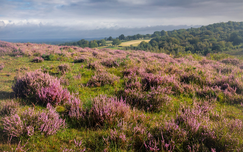 Lowland heathland in Ashdown Forest 