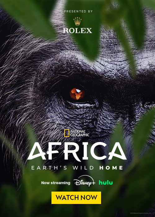 AFRICA: Earth Wild Home  - Now Streaming on Disney+