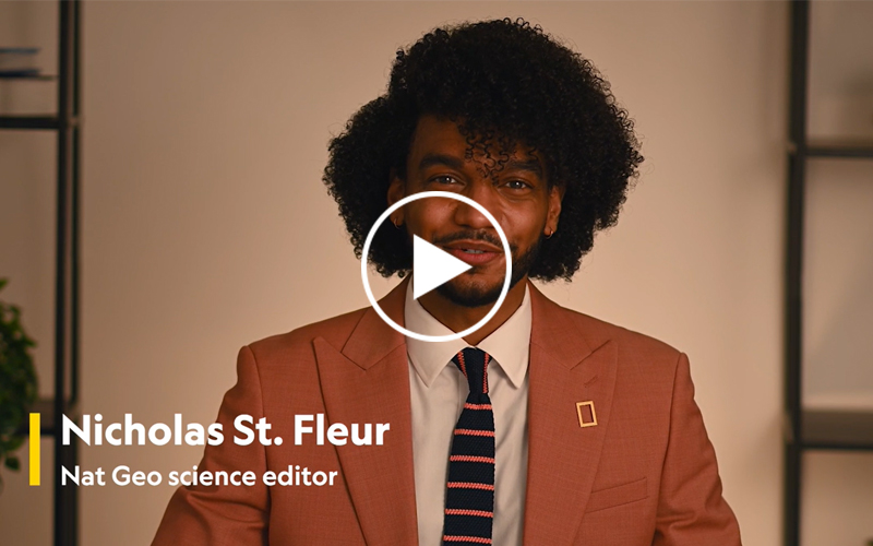 Video of Nicholas St. Fleur talking about Kank australis
