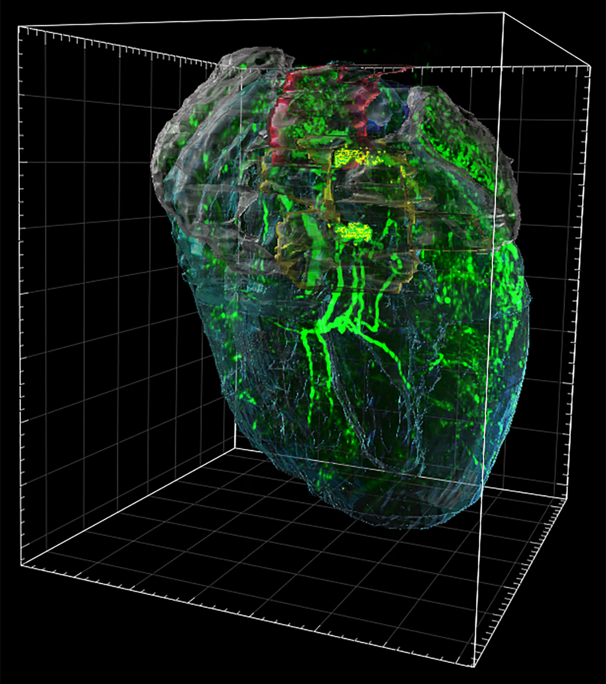 Lightsheet imaging of a cleared NpyAAV-tdT heart showing tdTomato-labeled projections (green) overlaid with annotated cardiac structures (color-coded as indicated).
