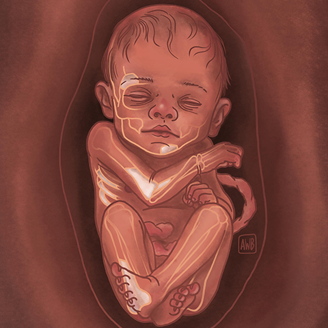 Illustration of neanderthal fetus with recently found bones highlighted