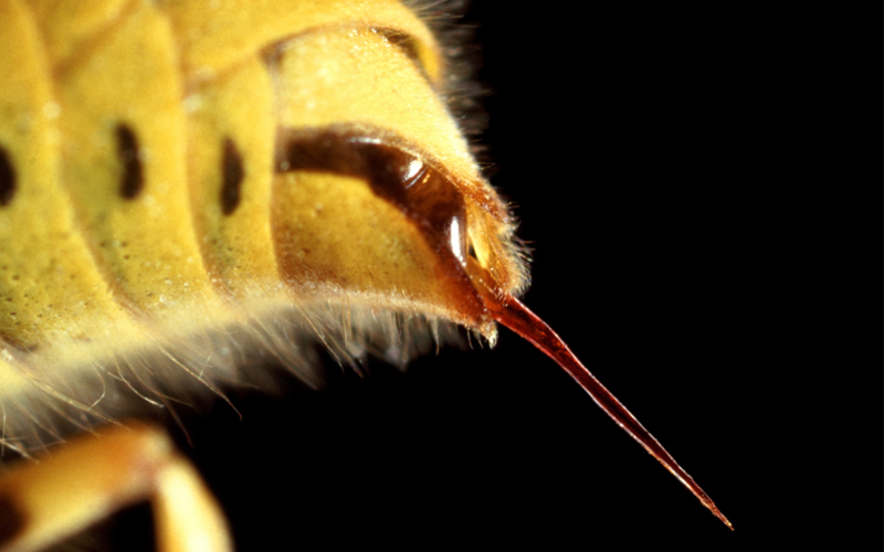 A yellowjacket