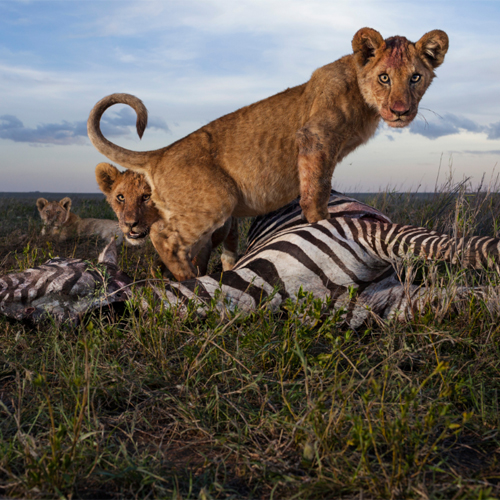 Lion cubs of the Simba East pride in Tanzania's Serengeti National Park feed on a zebra after a hunt by adult females. The image was first featured in a 2013 piece on 