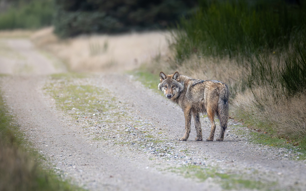 A wolf stands in the road in Denmark