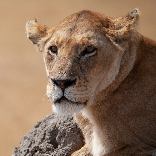 Africa is an unrivalled location for photographers keen to capture wildlife in their natural habitat.