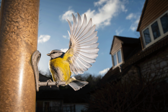 An Eurasian blue tit landing on a garden feeder with sunflower seeds