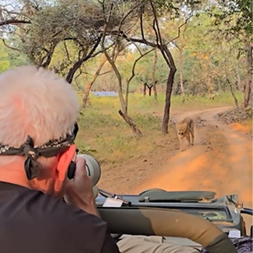 Photographer Steve Winter and his team photograph a lion from the back of a moving jeep.