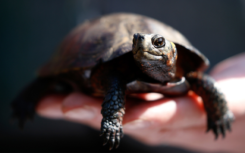 A bog turtle